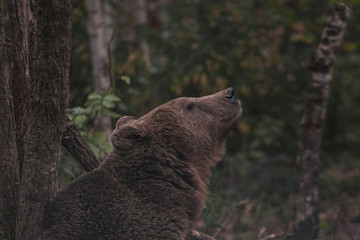 Brown bear in the forest