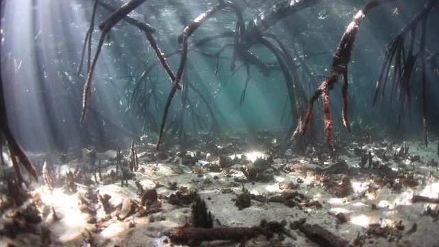 Underwater shadows in a mangrove forest in Komodo National Park, Indonesia, offer habitat for many fish and invertebrates. This part of the Lesser Sunda Islands has extraordinary marine biodiversity.