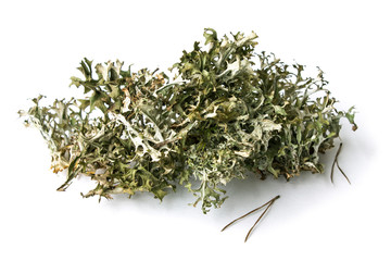 Phytotherapy. Herbal Alternative Medicine. Plant moss Cetraria islandica