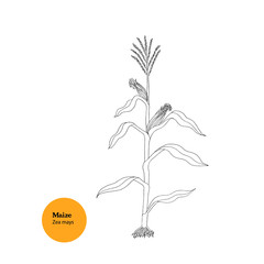 Black and white hand drawn illustration of Maize, Zea mays plant, with stem, tassel, leaves, ears, roots. 