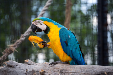 blue macaw eating an orange