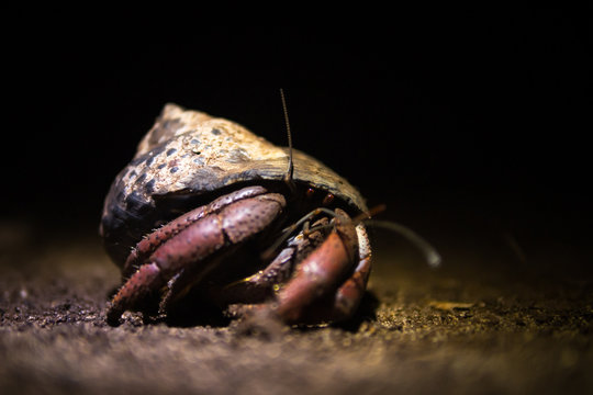 A hermit crab at night