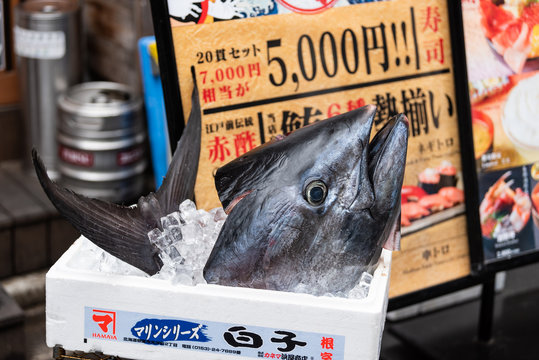 Tokyo, Japan - March 30, 2019: Big frozen head of bluefin tuna or toro maguro in Tsukiji outer street fish market in seafood store or shop