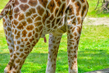 giraffe's penis