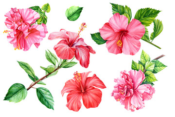 Set Tropical flower hibiscus on an isolated background, watercolor botanical illustration, hand-drawn © Hanna