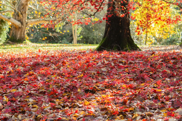 Beautiful british autumn, colorful landscape in red and yellow, trees and leaves, selective focus
