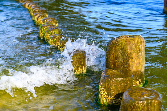 Wooden Groynes Covered With Yellow-green Algae (Xanthophyceae).