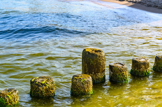 Wooden Groynes Covered With Yellow-green Algae (Xanthophyceae).