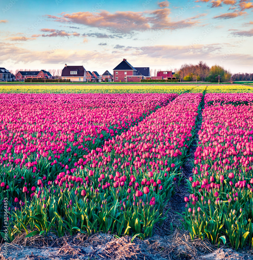 Sticker Great sunrise on tulip farm near the Creil town. Picturesque outdoor scenery in Netherlands, Europe. Beauty of nature concept background..