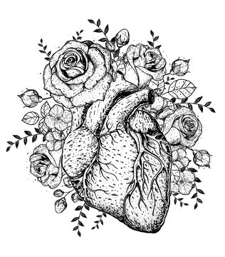 Heart and rose flower hand drawn sketch. Vintage vector illustration. Anatomical heart. Isolated black and white heart illustration. Engraved style.