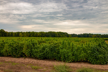 Fototapeta na wymiar An industrial hemp field in Ontario canada. Hemp is a large agricultural industry with many uses.