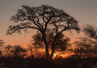 Naklejka na ściany i meble Sunset during a safari in South Africa