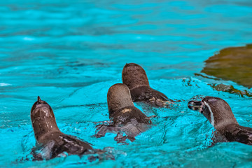 Humboldt penguins swimming