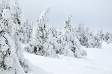 Photo of pine trees covered in snow