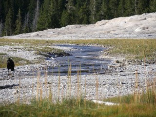 Hot water overflows onto the sides of the Old Faithful geyser with a small black bird standing in the sand at Yellowstone National Park in Wyoming.