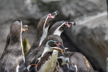 Humboldt penguins at the zoo