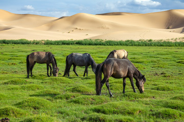 Horses eating grass in front of sand dunes nature landscape, Gobi Desert, Mongolia