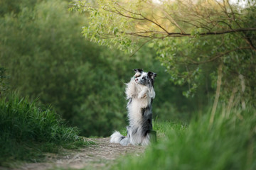 dog in the park on the nature in the grass. Marble Funny Border Collie