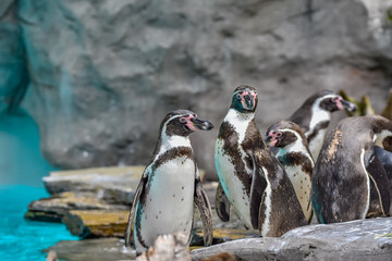 Humboldt penguins at the zoo - obrazy, fototapety, plakaty