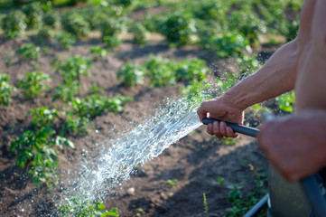 watering the garden with a hose