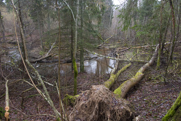 Wild forest with river