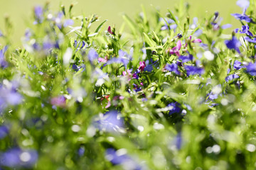 Meadow background of grass summer spring