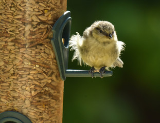 Naklejka premium small blue tit on feeder