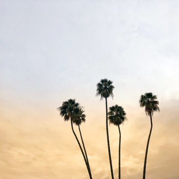 Five palm trees in a row at sunset Beverly Hills, Los Angeles, California, USA