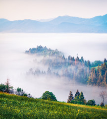 Misty summer view of Carpathian mountains. Gorgeous morning scene of Borzhava mountain ridge, Transcarpathian, Ukraine, Europe. Beauty of nature concept background.