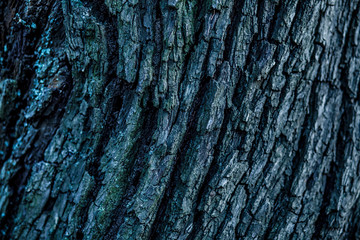 Tree close up texture detail natural wooden surface. Rustic tree bark texture. Abstract background and texture for design.