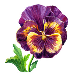 pansies flowers on isolated white background, watercolor hand drawing
