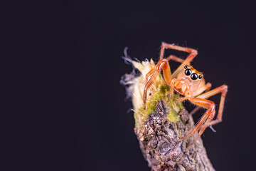 Beautiful tiny female Wide-jawed Jumping Spider (Salticidae, Euophryini, Parabathippus shelfordi) crawling and climbing the stick isolated with dark background. Large jaws help them grip the prey.