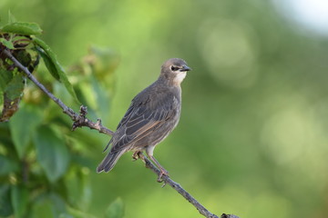 bird chick perched on a branch