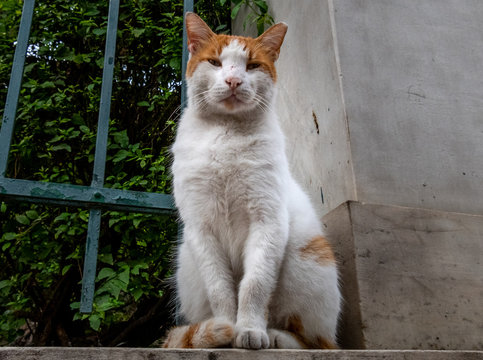 Cat in the City