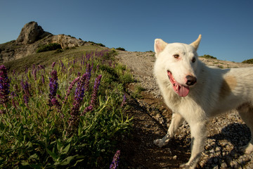 white dog in the mountains, sunrise
