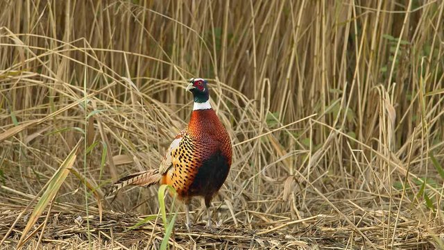 Cock Pheasant in slow motion taking flight from stubble. 150fps.