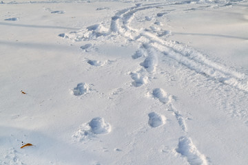 Tracks on fresh white snow. Closeup. Light gray and white background.