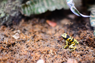 poison frog or dart frog with bright vivid colors. Yellow poison frog in green blurry background. frog yellow black in the natural setting of the Amazon rainforest