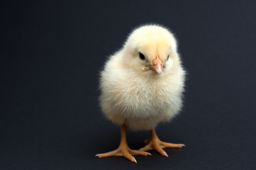 Cute yellow chick standing. isolated on black background