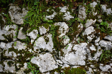 Mauer, Steine, Efeu, Struktur, Textur