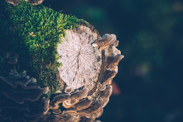 Mushroom against the bark of a tree, Hen-of-the-wood, Grifola frondosa fungus, Autumn picture in...