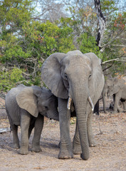 Elephant in south Africa