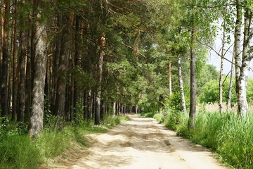 Obraz premium forest