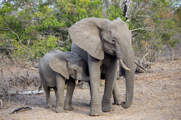 Elephant in south Africa