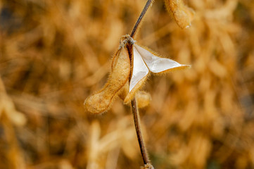 macro detail of bean soybeans and recent harvest