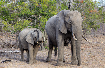 Fototapeta premium Elephant in south Africa