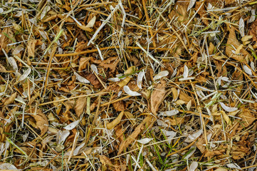 residues after soybean harvest in the field