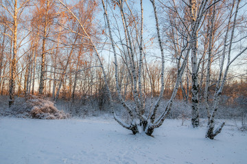 Birch trees winter snow landscape