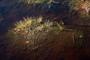 Moor eyes, ice water   in the Black Moor in the high Rhön, Bavaria, Germany