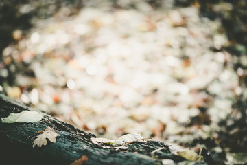 Tree trunk in the forest, surrounds autumn leaves, Autumn picture in the forest, city park, background concept Baanakkerspark, dreamy, idyllic, brown, orange and yellow colors, space for text, copy